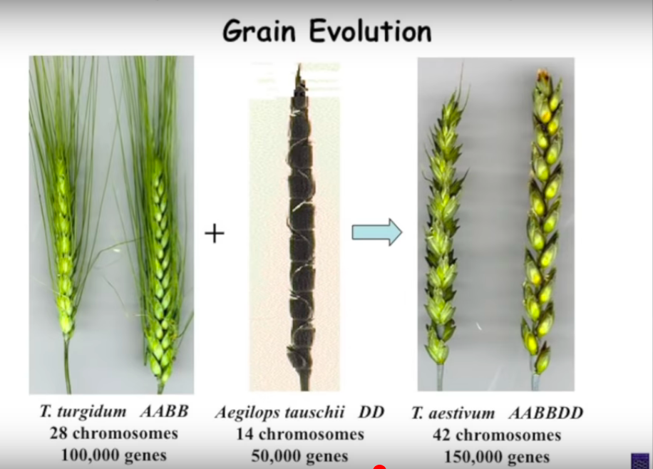 gut-grains-and-autoimmunity-understanding-cellular-mechanisms-of